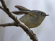 14th Apr 2020 - Ruby-crowned Kinglet