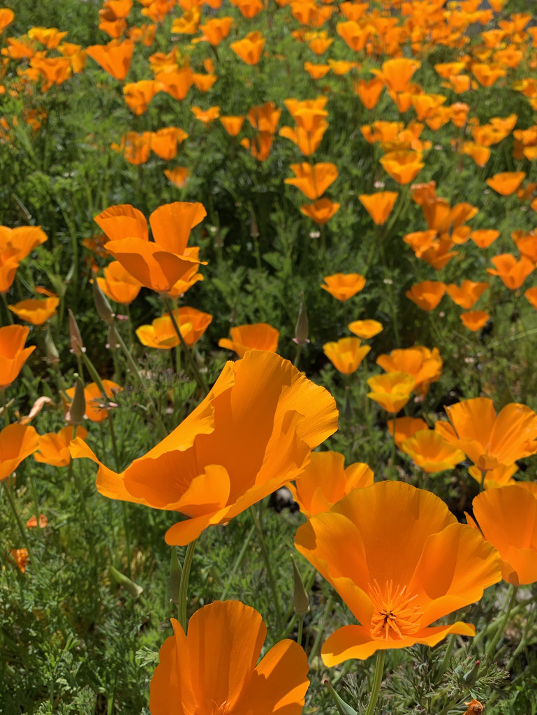 California poppies by shookchung