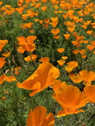 15th Apr 2020 - California poppies