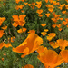 California poppies by shookchung