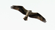 15th Apr 2020 - Osprey, Floating in the Air!