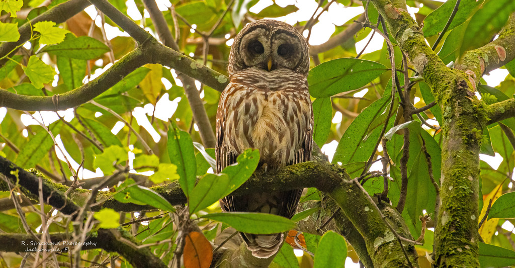Barred Owl With Eye's Wide Open! by rickster549
