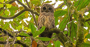 15th Apr 2020 - Barred Owl With Eye's Wide Open!