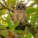 Barred Owl With Eye's Wide Open! by rickster549