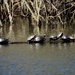 Turtles by amyk