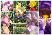 15th Apr 2020 - Irises in bloom