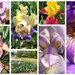 Irises in bloom by homeschoolmom