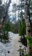 15th Apr 2020 - Snowy Trail