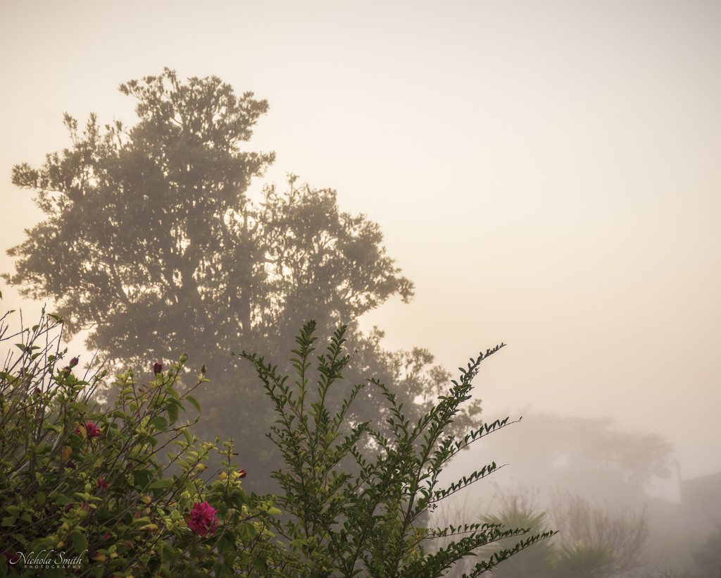 Foggy Early Morning by nickspicsnz