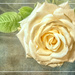 The same Rose by ludwigsdiana