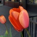 Now This Is A Tulip by mamabec