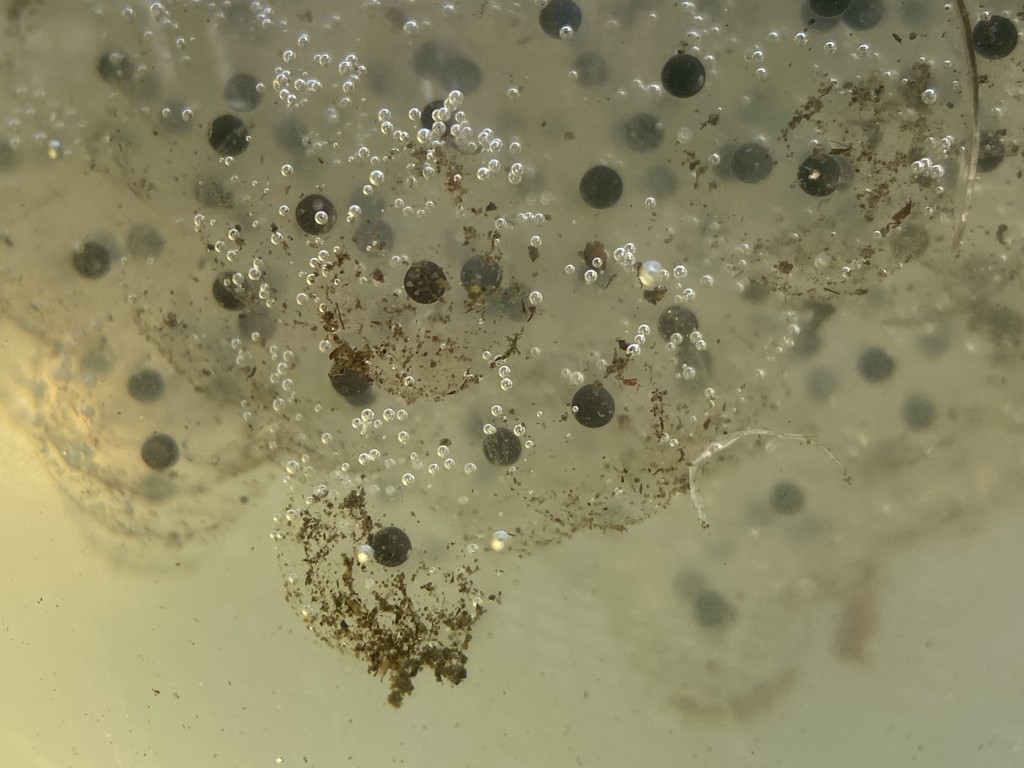 A close up of the frogspawn  by judithmullineux