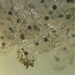 A close up of the frogspawn  by judithmullineux