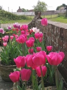 16th Apr 2020 - Tulips... 