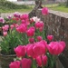 Tulips...  by flowerfairyann