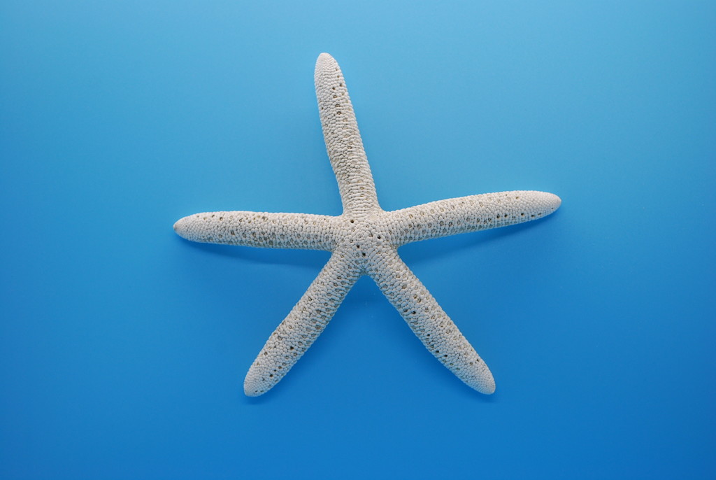 sea star by stillmoments33