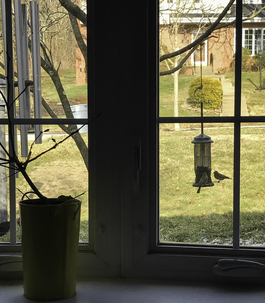 Birds at the feeder by mittens