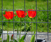 16th Apr 2020 - Behind The Fence