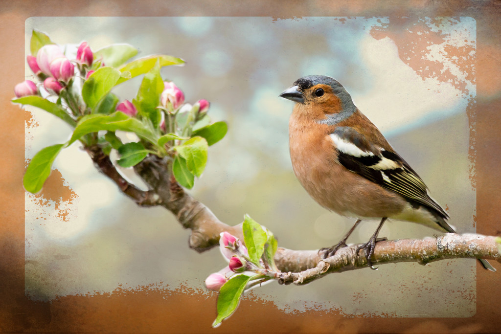 Chaffinch by pamknowler