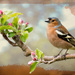 Chaffinch by pamknowler