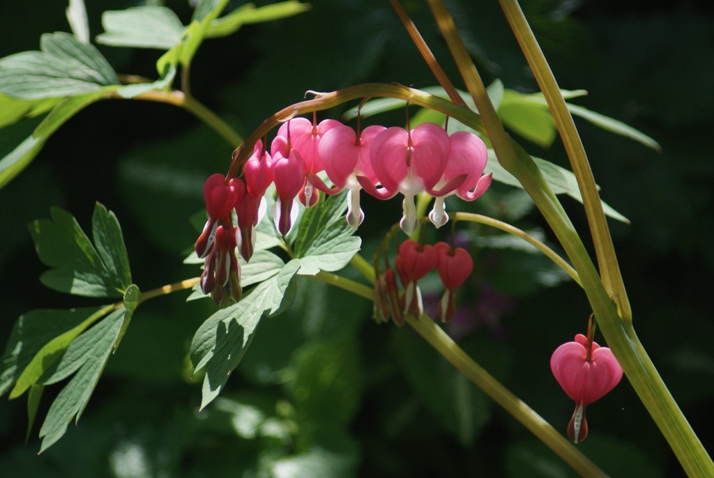 Dicentra by 365projectmaxine