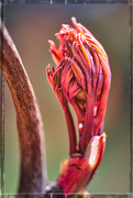 15th Apr 2020 - Another Peony Bud