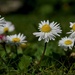 DAISY CHAIN OF EVENTS - DAY 16 by markp