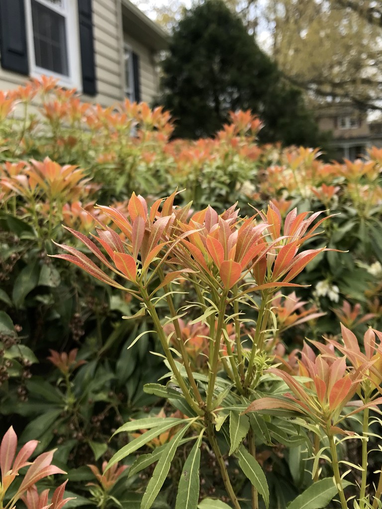 Pieris Japonica  by beckyk365