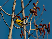 16th Apr 2020 - American goldfinch