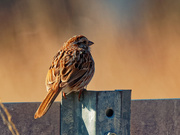 16th Apr 2020 - song sparrow