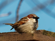 16th Apr 2020 - house sparrow 