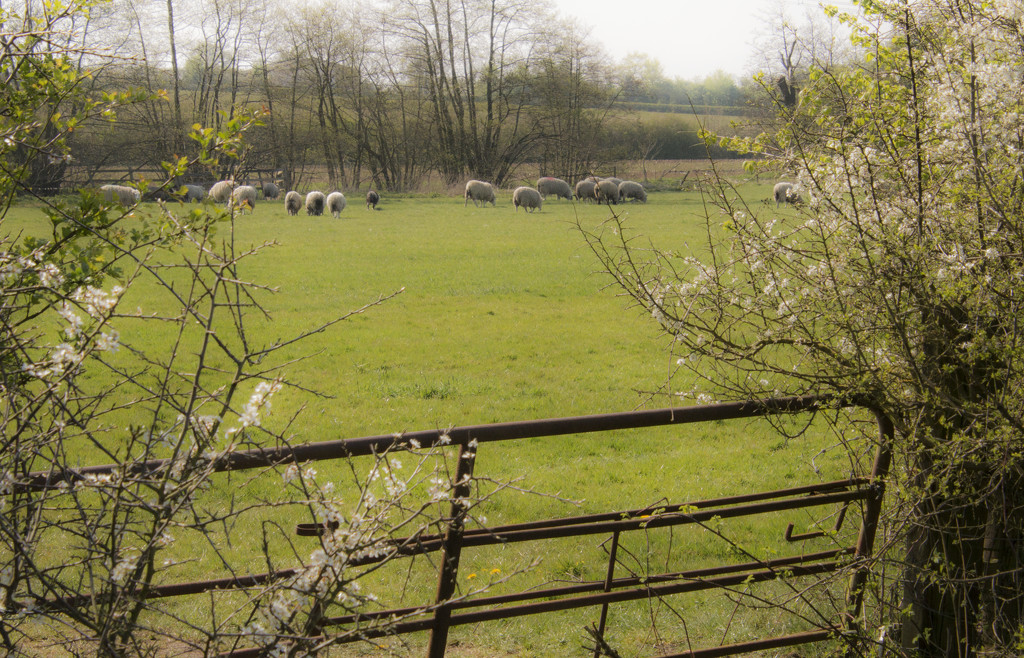 Spring Lamb by shepherdman