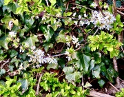 16th Apr 2020 - Blackthorn in the hedge