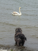 16th Apr 2020 - Ness and the swan