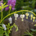 Dicentra Spectabilis Alba by pcoulson