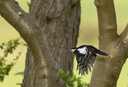 16th Apr 2020 - greater spotted woodpecker 
