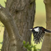 greater spotted woodpecker  by shepherdmanswife