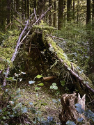 16th Apr 2020 - Forest Hut 
