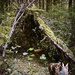 Forest Hut  by jgpittenger