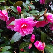 16th Apr 2020 - Camellia delight
