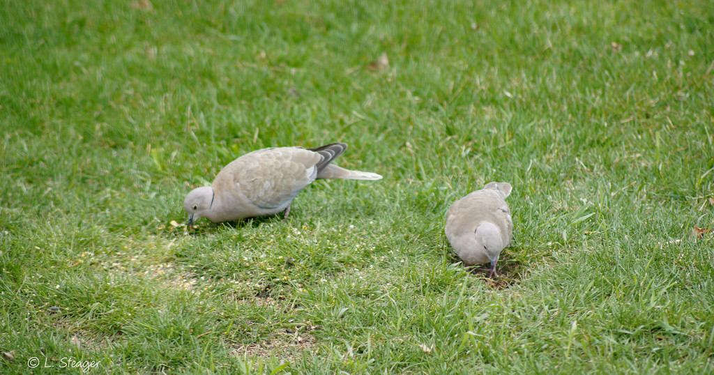 Mourning dove by larrysphotos