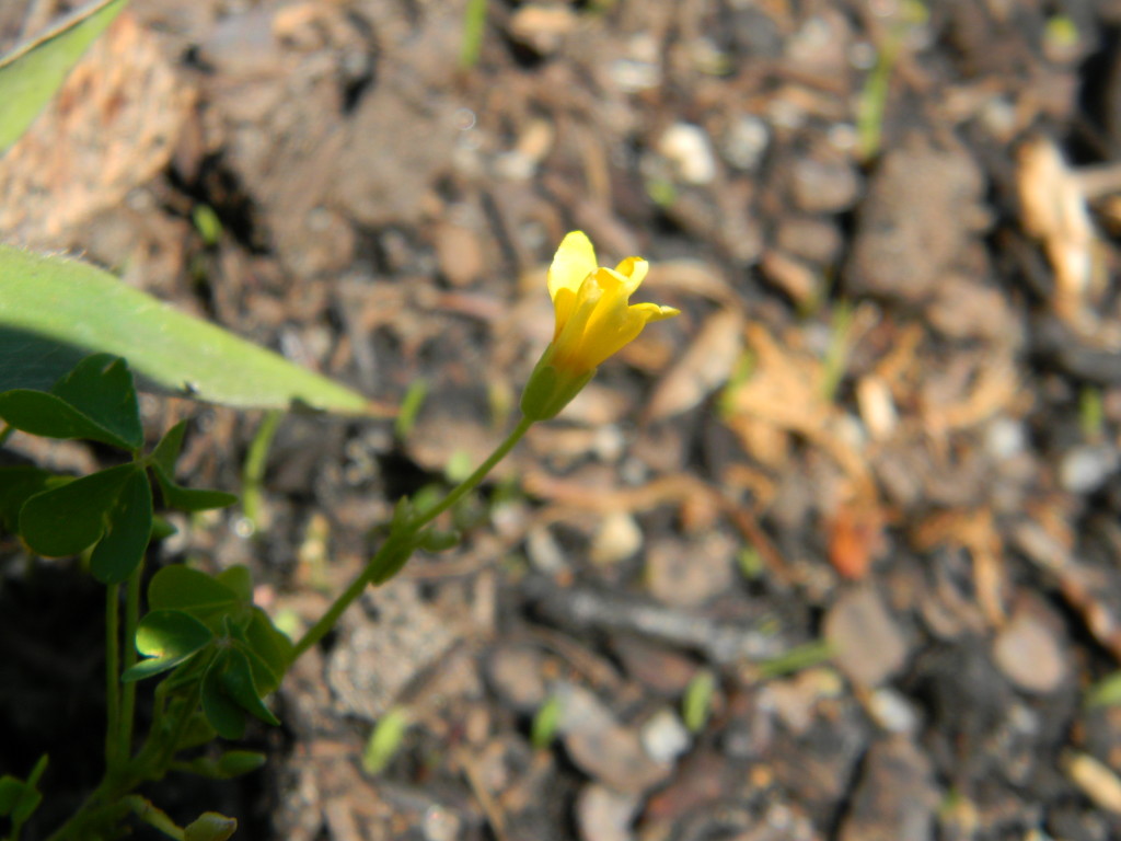 Yellow Flower by sfeldphotos