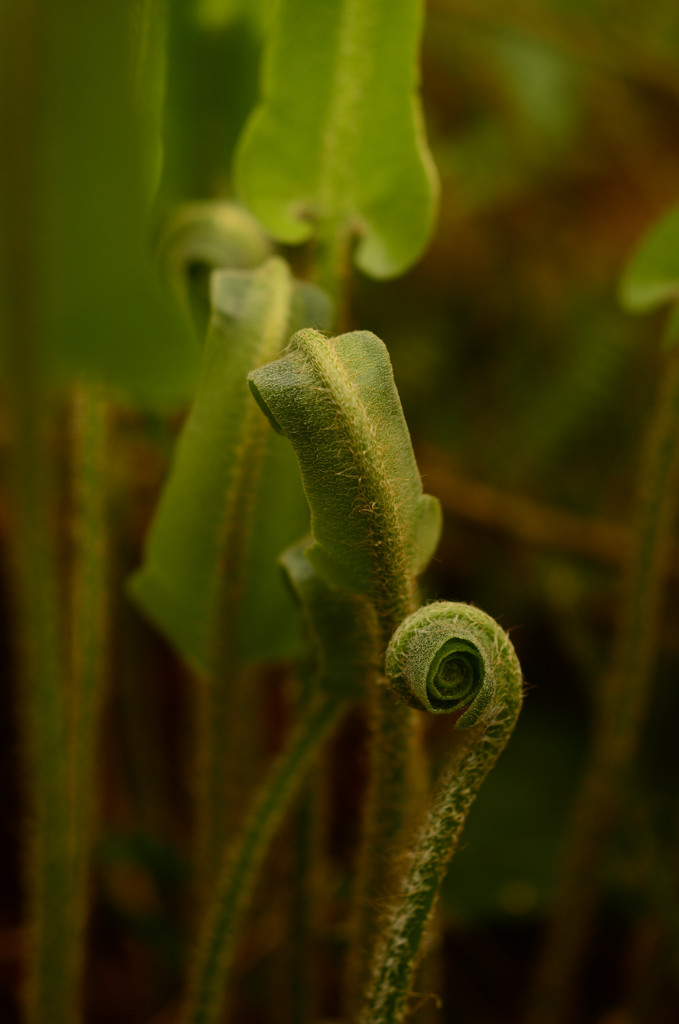 Hart's Tongue Fern by fbailey
