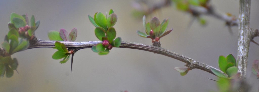 Day 102: Spring Buds by jeanniec57