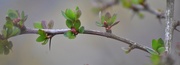 11th Apr 2020 - Day 102: Spring Buds