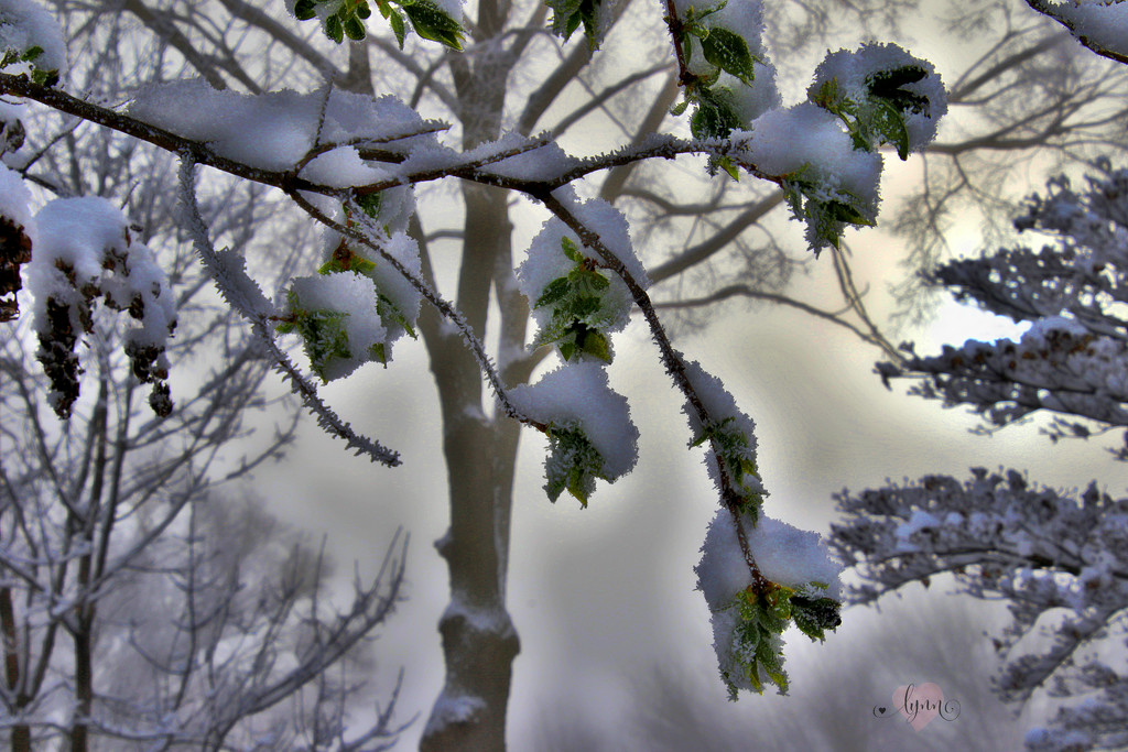 Snowy Morning by lynnz
