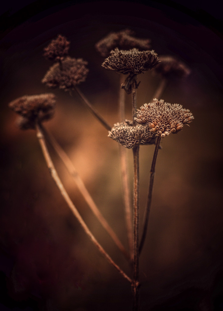 Group of Seed Heads by mzzhope
