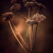 Group of Seed Heads by mzzhope