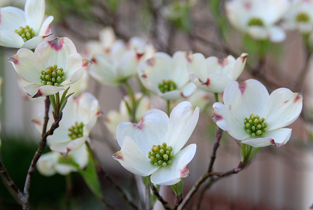 Dogwood Blooms by calm