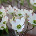Dogwood Blooms by calm